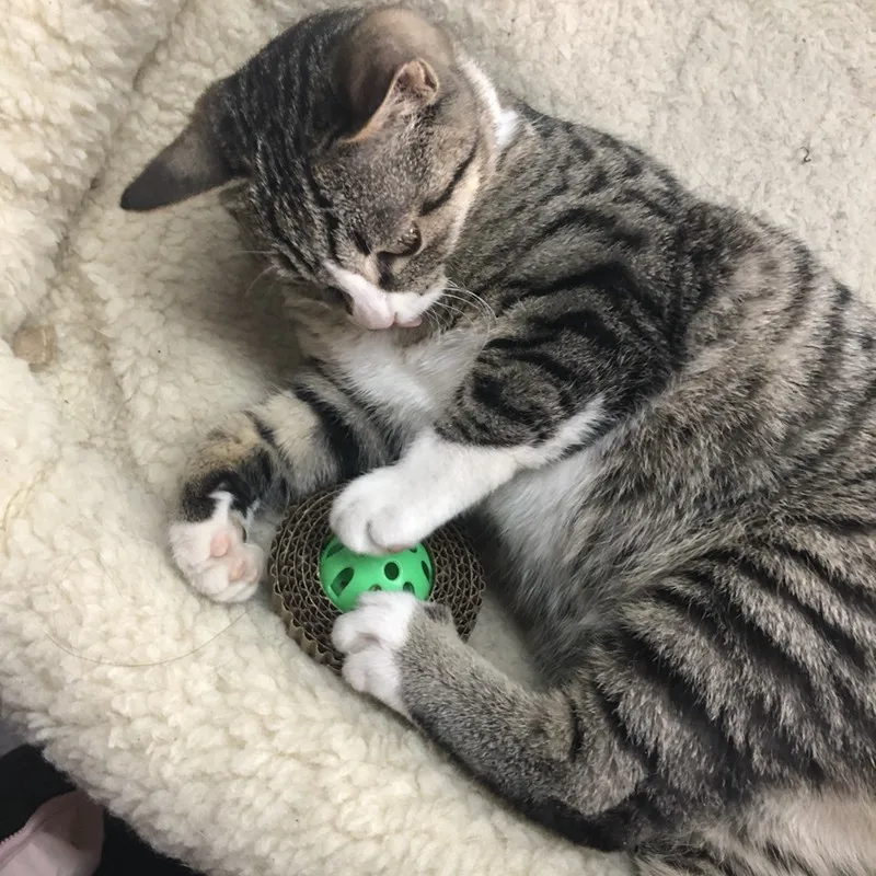 cat scraper (6)