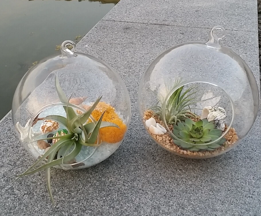 2PCS/Set hanging glass orbs air plant terrariums for ...