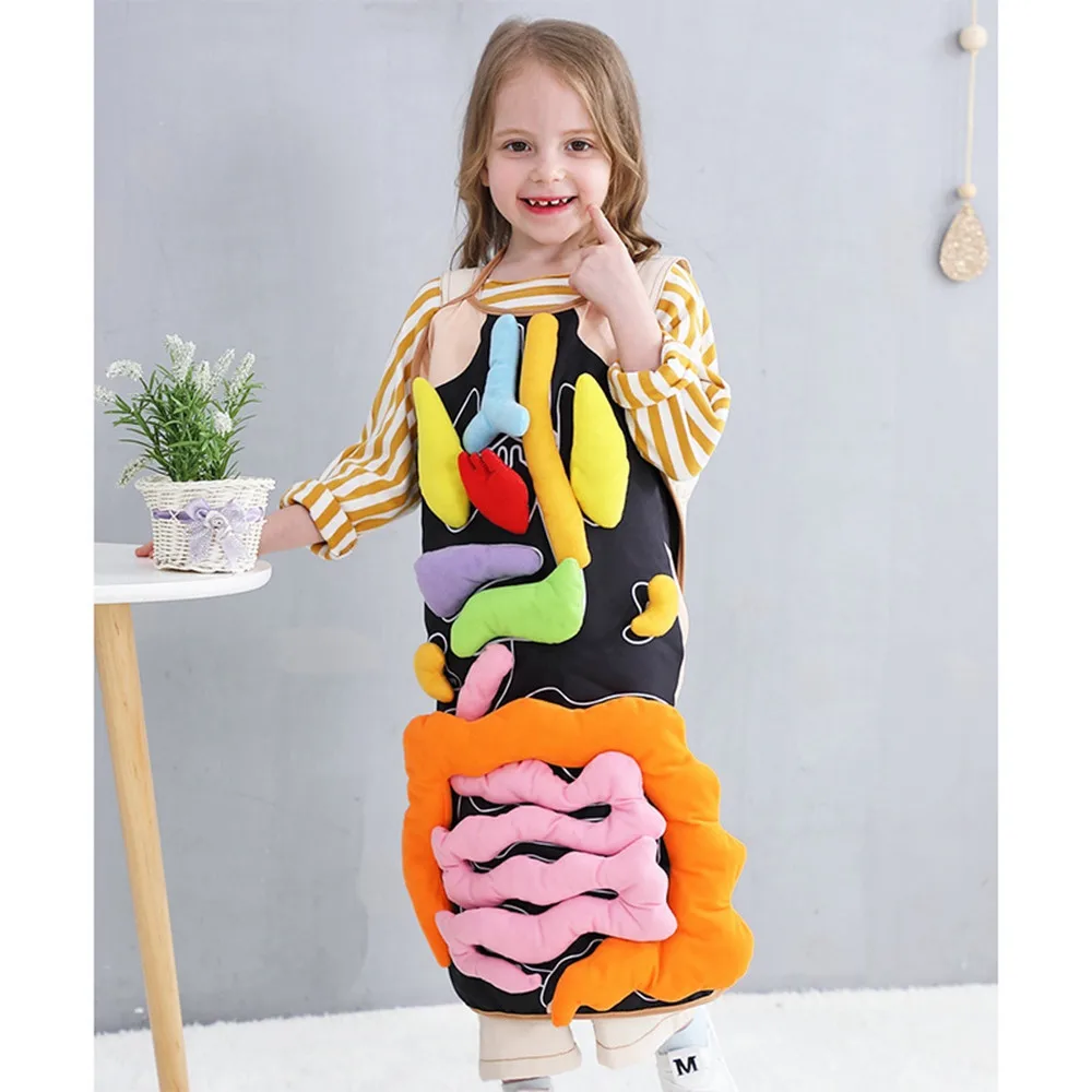  Baby Kid Human Internal Organs Early Education Teaching Equipment 3D Organ Apron Educational Toy Gi - 32994536140