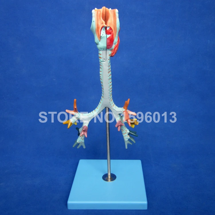 A13006 Larynx,Trachea (5)