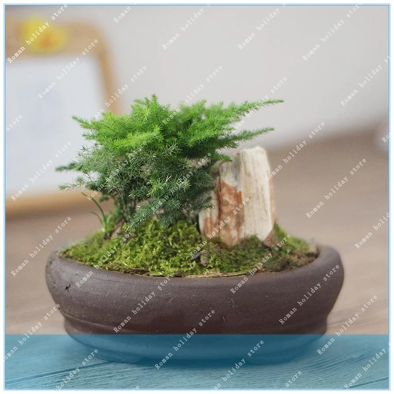 

Clouds bamboo asparagus fern , indoor bonsai Asparagus fern 60pcs / bag