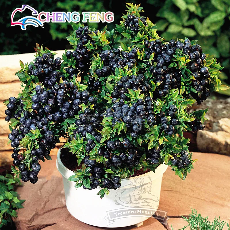 

100 Seeds Vegetables and Fruit Blueberry Plantas Black Pearl Strawberry Diy Countyard Bonsai Plants Flower for Home & Garden