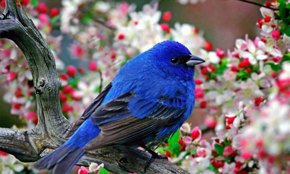 

3d diy diamond embroidery flowers rhinestone diamond painting birds full cross stitch square drill creative home decoration