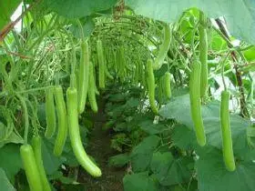 Long melon seeds, use as a container,bottles, or musical instruments, pumpkin seeds – 10 pcs/bag