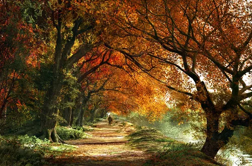 

oneroom For Embroidery Autumn tree forest Scenery Needlework 14CT White Canvas Unprinted DMC DIY Cross Stitch Kits Handmade