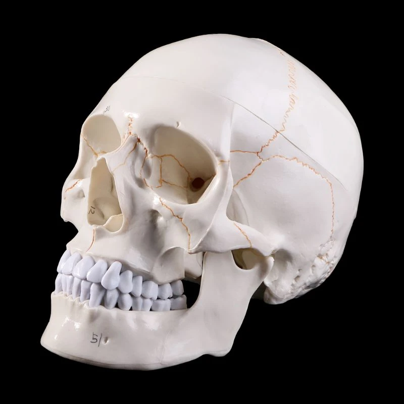 Modelo de accesorios médicos de tamaño real, modelo de cráneo humano, anatomía anatómica, enseñanza médica, cabeza de esqueleto, suministros de enseñanza