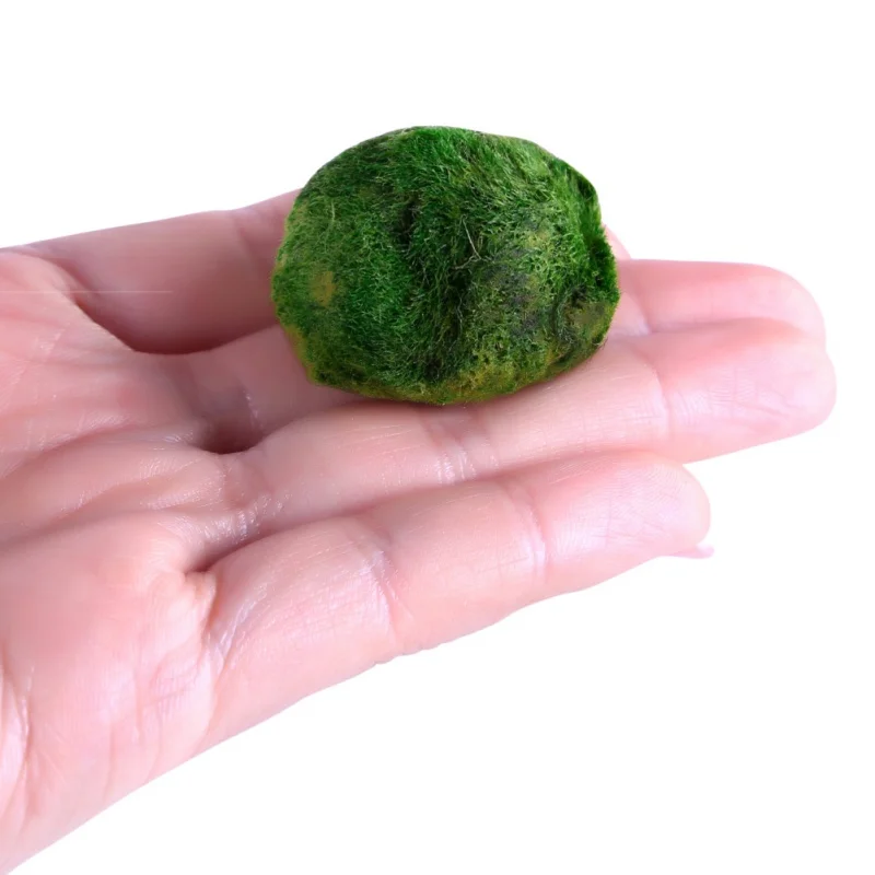 Мини аквариумное растение 3 4 см креветка Nano для MARIMO высокое качество мячи мох