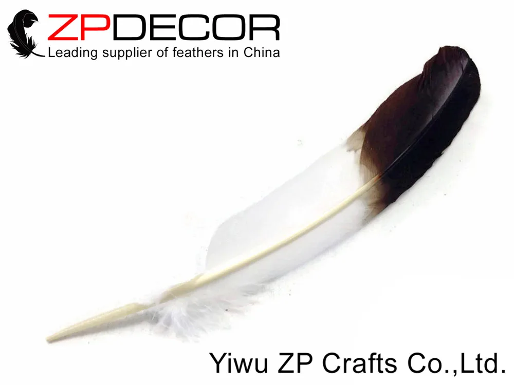 Eagle Feathers, 6 Pieces - WHITE Tom Turkey Rounds Eagle Brown Tipped Feathers