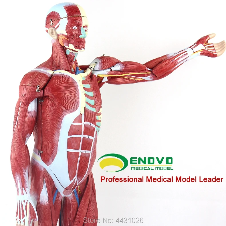 ENOVO анатомическая модель анатомии мышц человеческого тела и внутренних органов