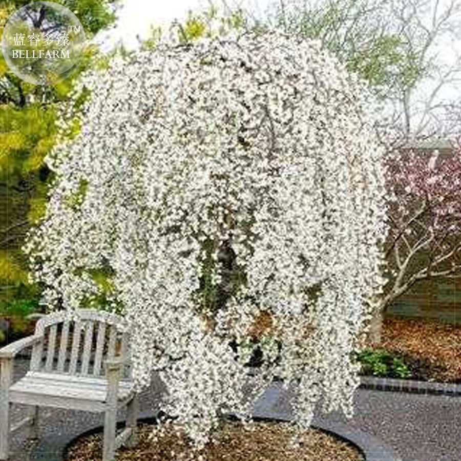 BELLFARM 20+ Snow Fountain Weeping Cherry Tree Seeds, Professional Pack