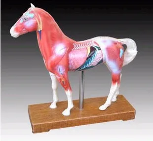 

Horse model acupuncture point model animal model Horse Anatomy Models