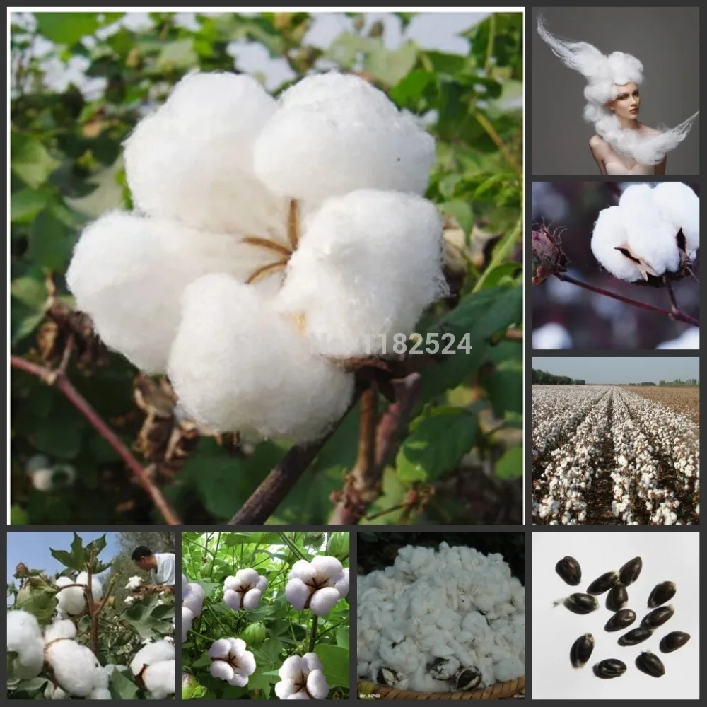 100% free online dating in cotton plant Nudewebcom is a 100% free adult community, dating, and social network it is free to register, free to search, free to contact, and free to enjoy it is free to register, free to search. 100% free online dating in cotton plant Nudewebcom is a 100% free adult community, dating, and social network it is free to register, free to search, free to contact, and free to enjoy it is free to register, free to search.
