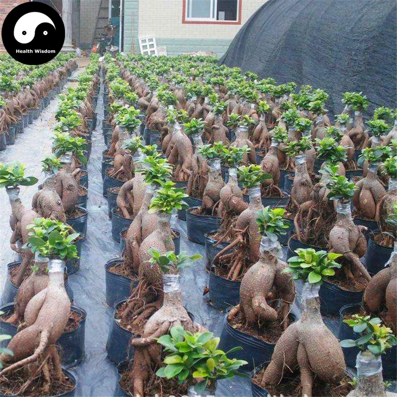 

Buy Ficus Microcarpa Tree Semente 200pcs Plant Roots Ginseng Ficus Bonsai