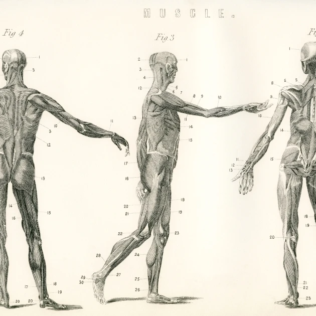 Anatomical study of muscle in the human body. From The National Encyclopaedia  published c.1890. Poster Print (17 x 11)