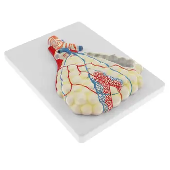 

Magnified Human Lung Model Structure Pulmonary Medical Anatomical Model for School Teaching Tool Learning Display Lab Supplies