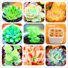 Hot Sale!10pcs/Lot 99 Kinds to choose Lithops Seeds Succulents Seeds Pseudotruncatella Office Bonsai Flower Seeds,#Y7UQSV
