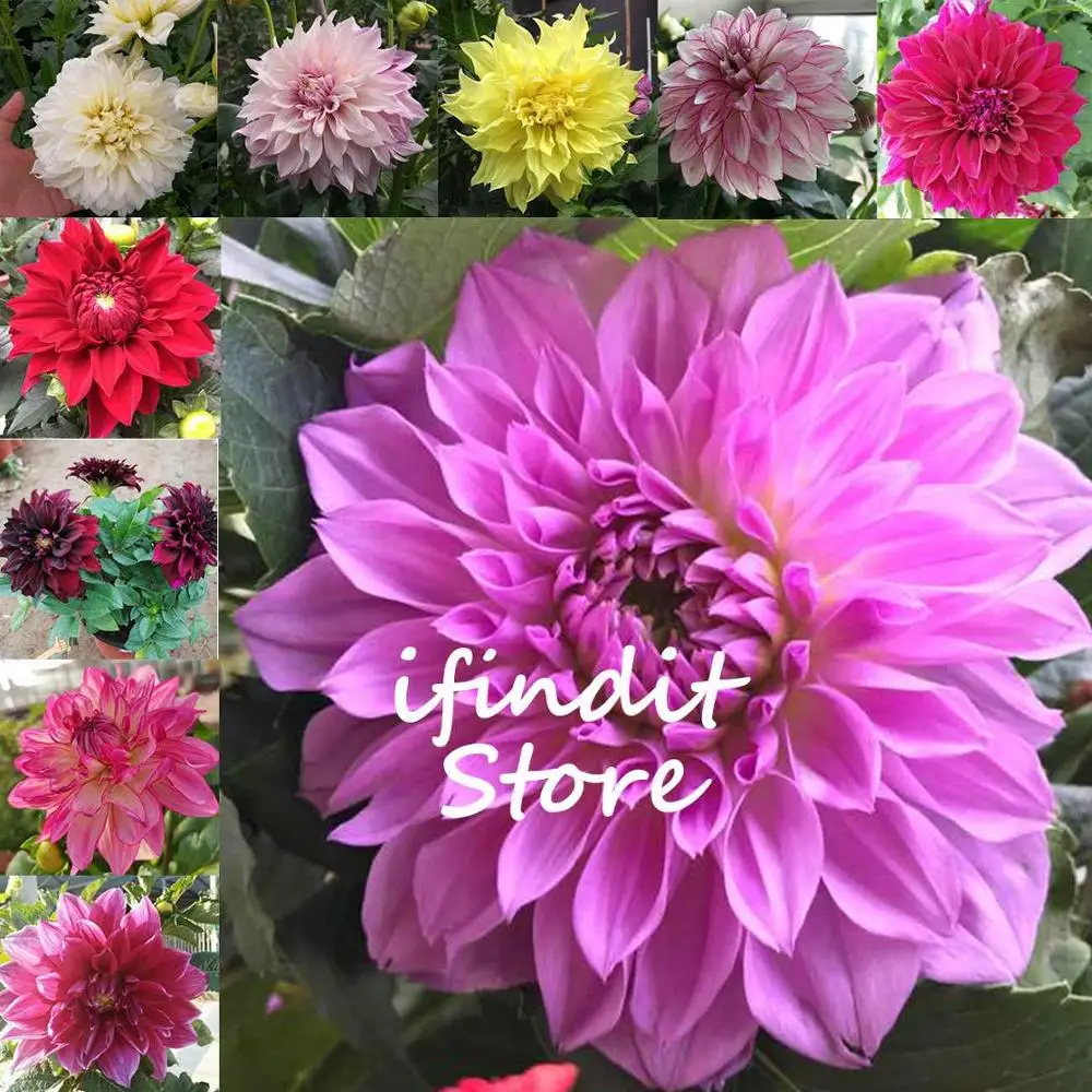 

50pcs Multi-Colored Dahlia Bonsai Beautiful Perennial Dahlia Charming Chinese Beautiful Flower Bonsai Plants Diy Home Garden