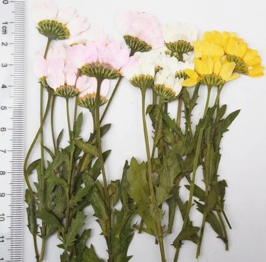 100pcs Pressed Press Dried Sunflower Flower Plants For Epoxy Resin Pendant Necklace Jewelry