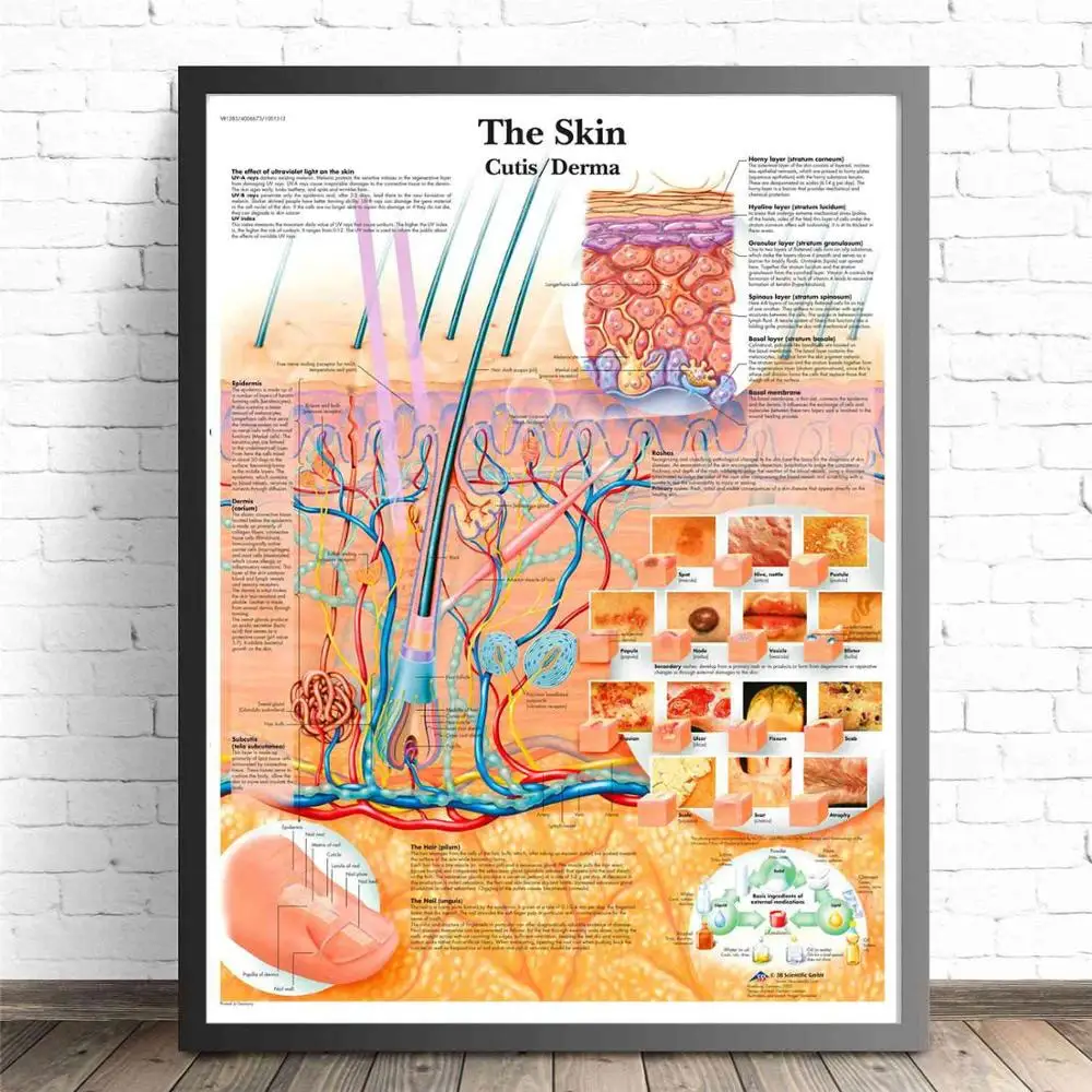 Human Organs Anatomy Medical Canvas Art Painting Posters And Prints Wall Pictures Living Room Decorative Home Decor No Frame - Цвет: The Skin