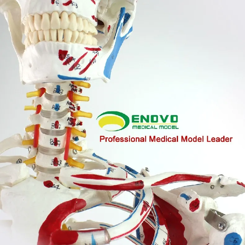Медицинская модель скелета человека 170 см, модель скелета мышц, образец анатомии позвоночника, ортопедическое обучение