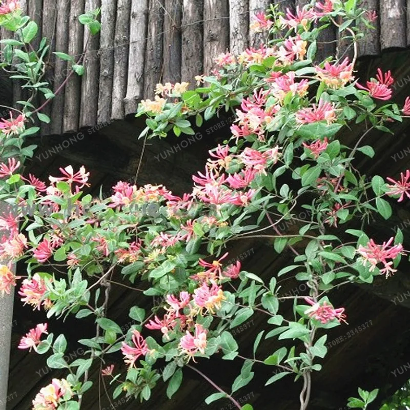 

200 Pcs Honeysuckle Bonsai Jinyinhua Bonsai Chinese Herbal Medicine Planting Bonsai Home Garden Plants Lonicera Japonica