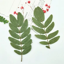8 шт. 7~ 10 см натуральный пресс зеленые листья пресс ed настоящие сухие цветы сухие листья для вечерние украшения дома материалы для ручных поделок