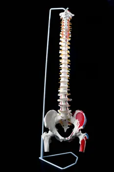 

1: 1 human spine skeleton model with cervical lumbar discs color Muscle nerves spine skeleton