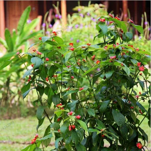 100 Pcs/Bag Red Lips Flower bonsai Rare Flower Pots Psychotria Elata Flower garden