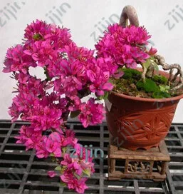 

Bougainvillea bonsai Colorful Bougainvillea Spectabilis Willd plant Perennial Flower plant Garden Bonsai Pot Plant 100 Pcs/Bag