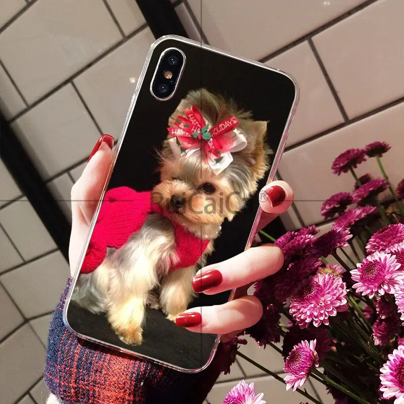 Yorkshire Terrier Dog