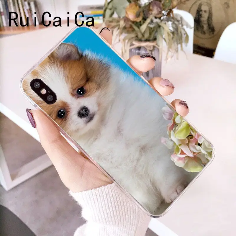 Pomeranian dogs dog