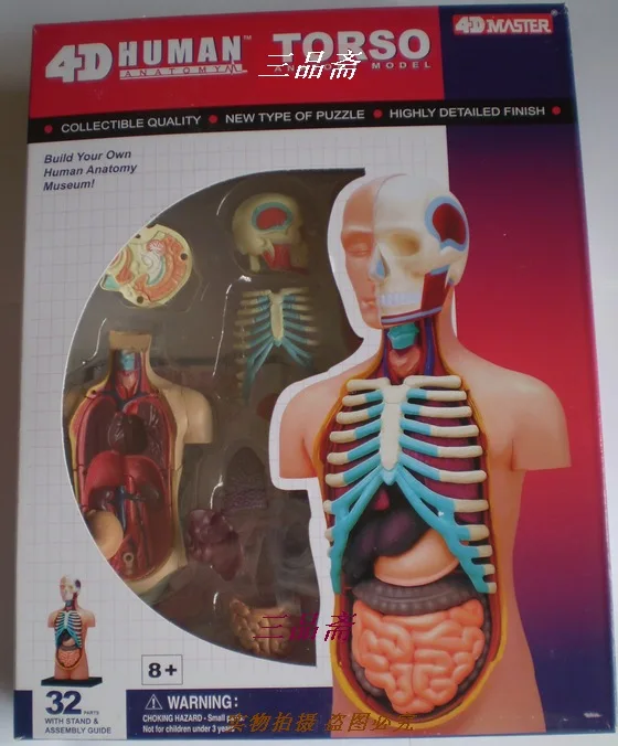 Ребенок sciencetoy человека модель анатомии человека сборка torso модель, анатомическая модель