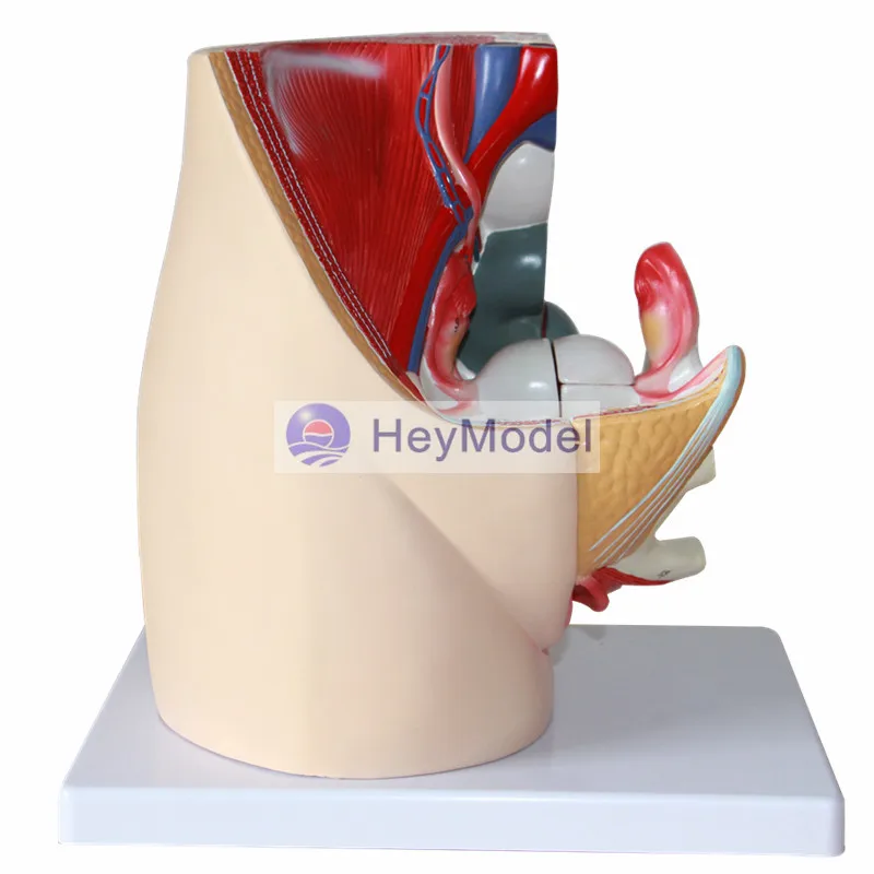 HeyModel Женская Тазовая средняя сагиттальная модель с секциями мужской
