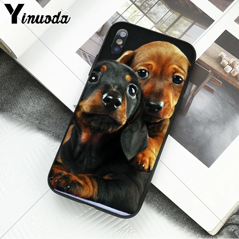 black Dachshund Doberman Dog face 