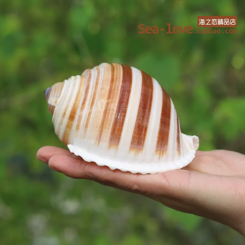 

New Sea Snail Natural Shell Large Conch Fish Tank Aquarium Decoration Roll Shellfish Breeding Mediterranean Shell Pot Furnishing