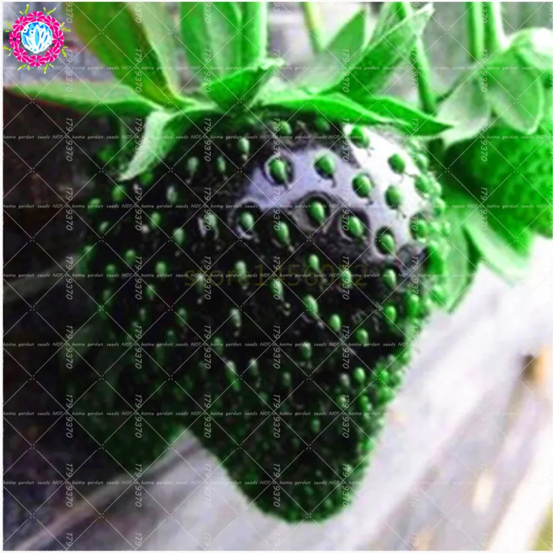 

300pcs Bonsai Black Strawberry Landscape Plants perennial fruit potted plants white Strawberry for home garden planting