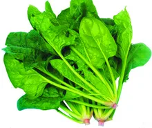 Hot Spinach seeds versatile organic vegetable 200pcs Spinach Seeds Salad Leaves Good Taste Non-GMO DIY Home Garden Plant