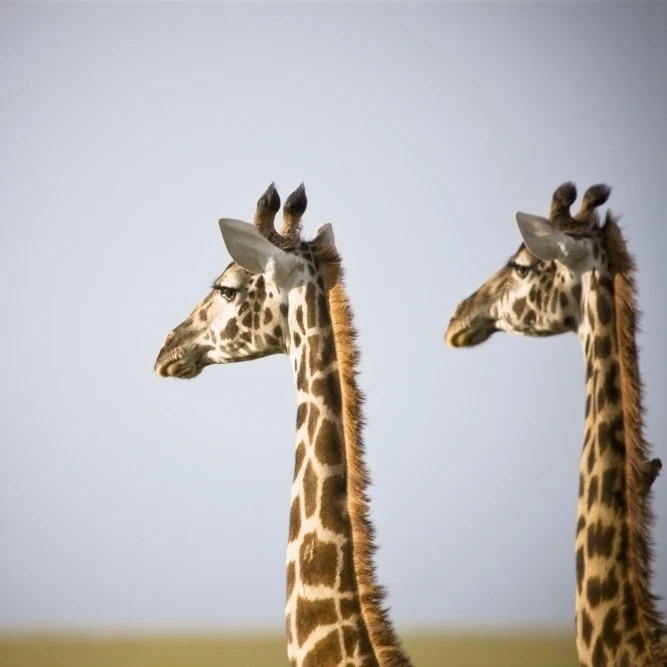 Two Giraffes Standing Side By Side; Kenya Africa Poster Print (38 x 24)