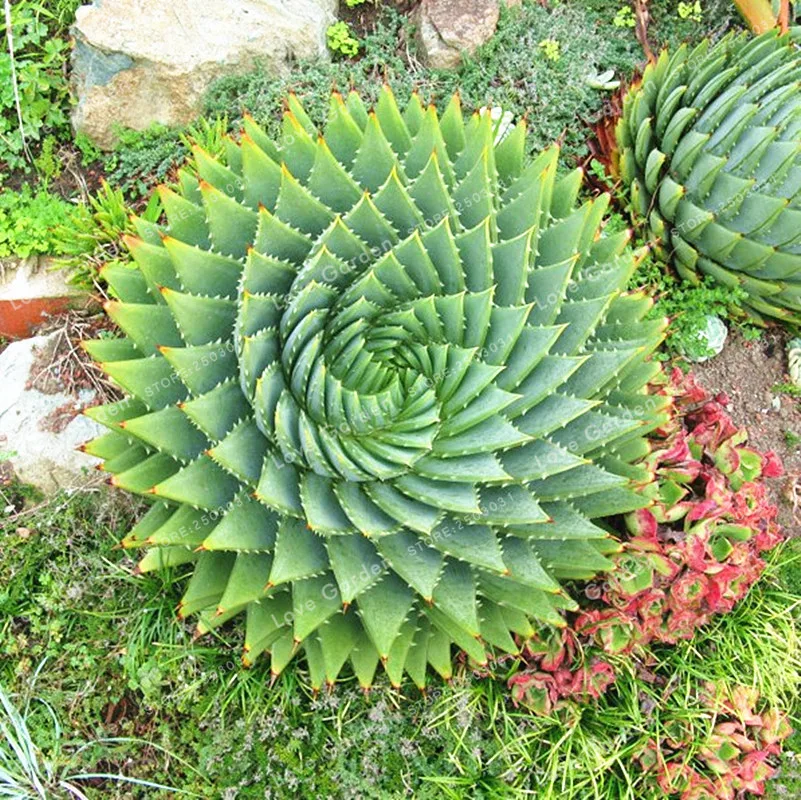 

100 Pcs Aloe Bonsai Plants Bonsai Edible Beauty Edible Cosmetic Bonsai Succulents Plants Bonsai For Home Garden