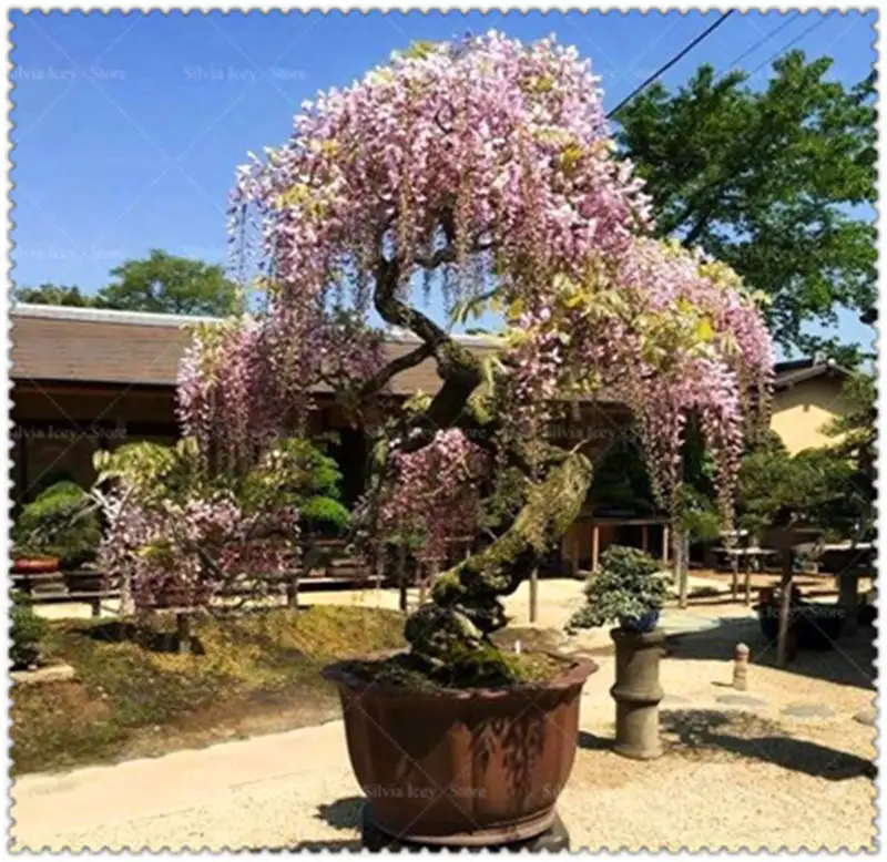 5 Pcs/Lot Wisteria Bonsai Plants Rare Wisteria Flower Bonsai Tree Perennial Indoor Ornamental Potted Planting for Home Garden 5 Pcs/Lot Wisteria Bonsai Plants Rare Wisteria Flower Bonsai Tree Perennial Indoor Ornamental Potted Planting for Home Garden
