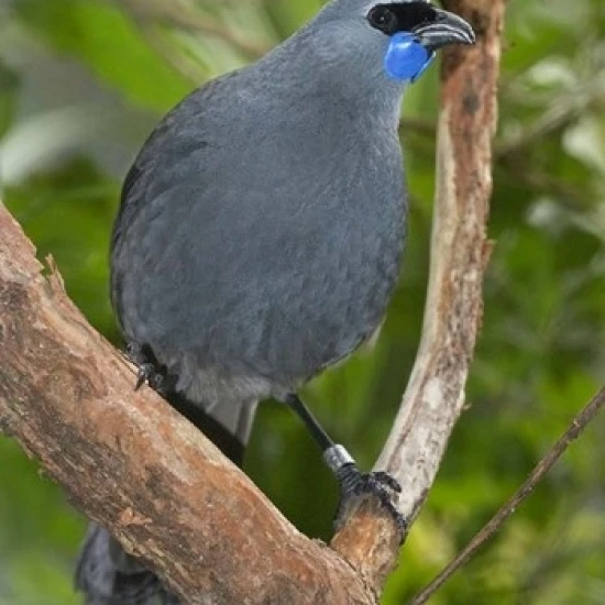 Kokako bird  Wairarapa  North Island  New Zealand Poster Print by David Wall (24 x 35)