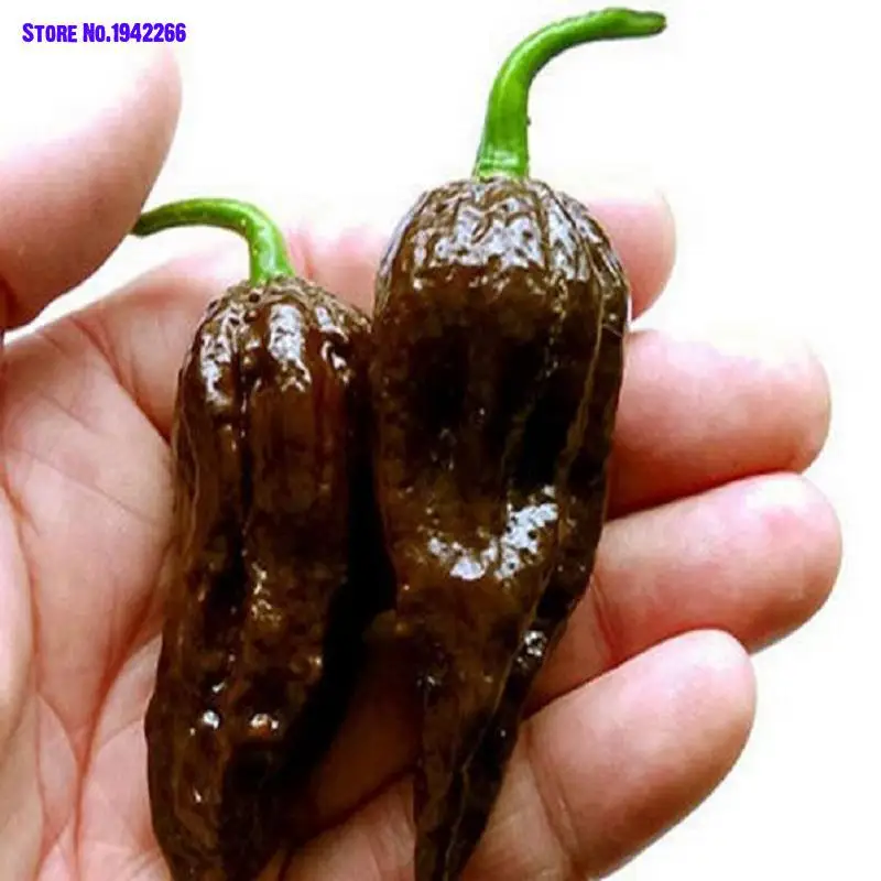 

200pcs / pack, Chocolate Naga Jolokia Chilli bonsais, Ghost Pepper - Bhut Jolokia Home Garden Decoration Flowers Ground Cover