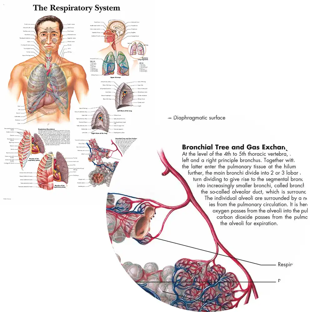 Medical Anatomy Charts