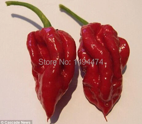 the world s most spicy chili pepper seed indian devil cayenne pepper world s pepper chart