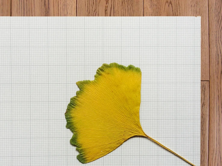 drawing paper  (2)