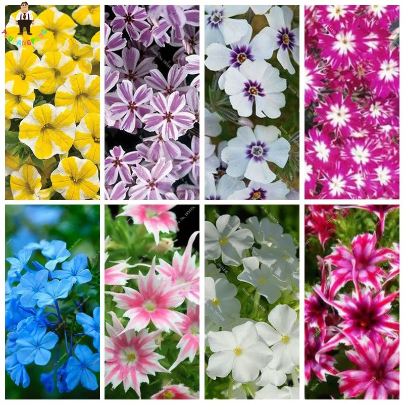 

50pcs/bag Phlox flower plants,Garden Phlox arrival starry glow plants de flores raras free shipping