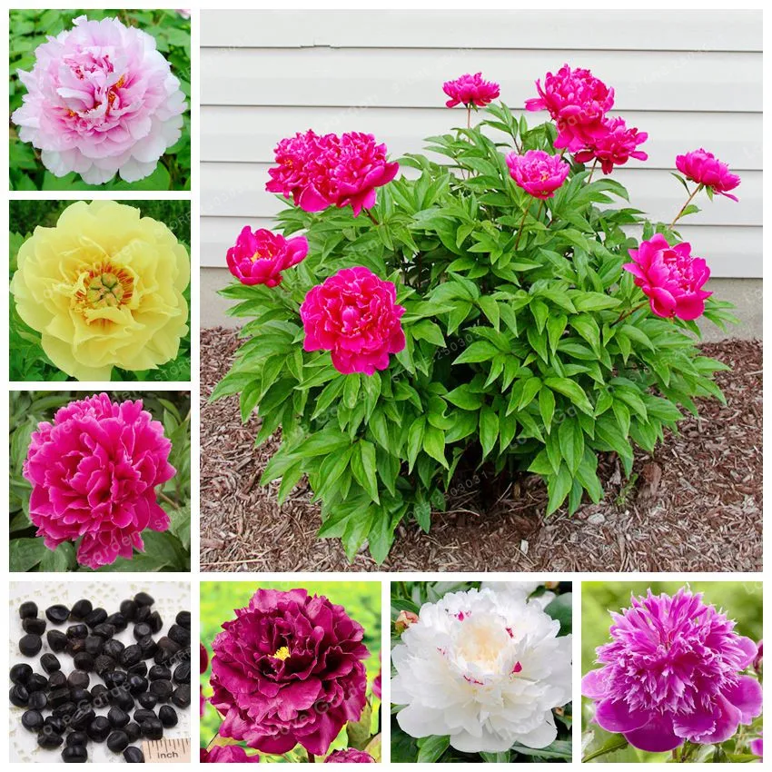 Buy 10 Pcs Paeonia Lactiflora Bonsai Rare