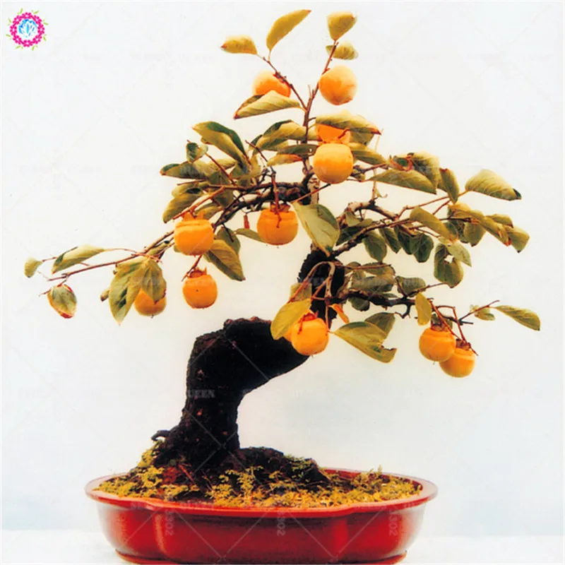 Bonsai 5pcs Loquat Sweet Organic Fruit Planting Potted Tree Home Garden Supplies Seeds Best