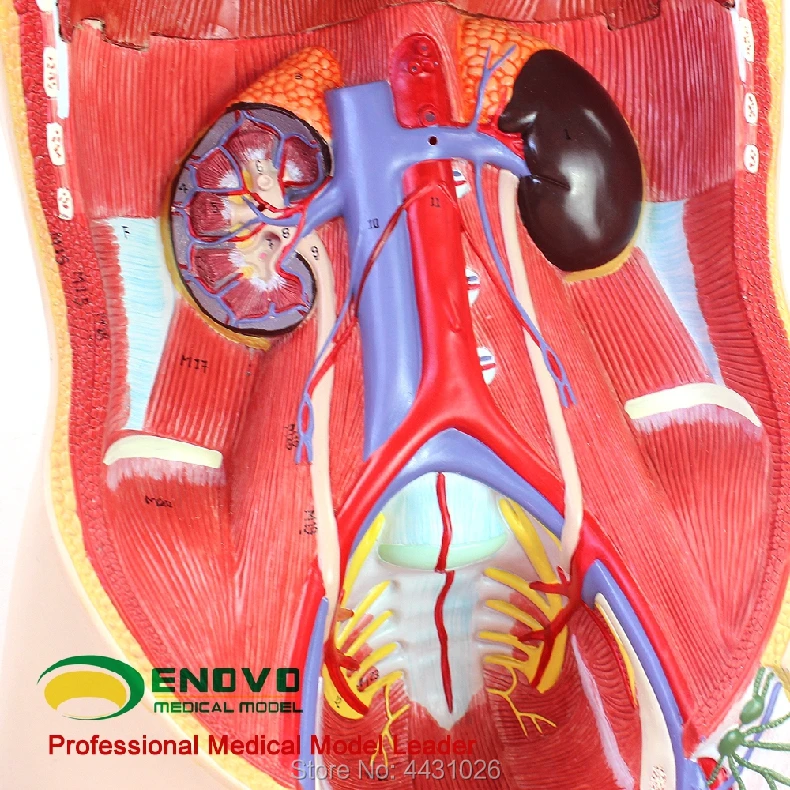 ENOVO 18 деталей 85 см бесполое тела органов структура ткани анатомия модель