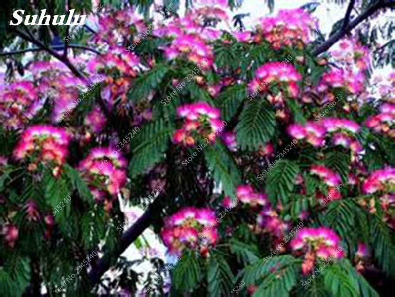 500 Pcs Outdoor Bonsai Albizia Flower Called Mimosa Silk Tree For Flower Potted Planters Free Shipping Ornamental Plant Bonzai Buy At The Price Of 0 27 In Aliexpress Com Imall Com 500 Pcs Outdoor Bonsai Albizia Flower Called Mimosa Silk Tree For Flower Potted Planters Free Shipping Ornamental Plant Bonzai Buy At The Price Of 0 27 In Aliexpress Com Imall Com
